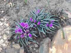 Marlothistella