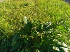 Rumex obtusifolius