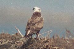 Buteo hemilasius