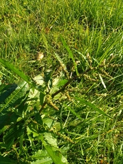 Rumex obtusifolius