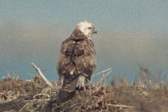 Buteo hemilasius