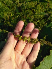 Rumex obtusifolius