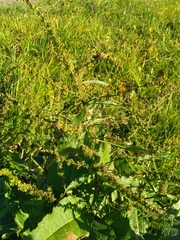 Rumex obtusifolius