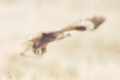 Buteo hemilasius