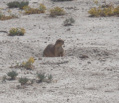 Cynomys mexicanus