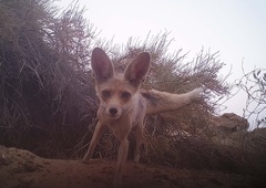 Vulpes vulpes arabica