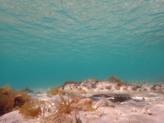 Platycephalus laevigatus