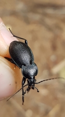 Carabus convexus