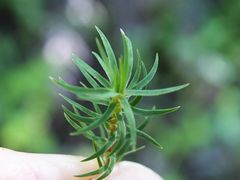 Polytrichadelphus magellanicus