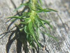 Polytrichadelphus magellanicus