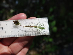 Polytrichadelphus magellanicus