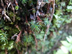 Polytrichadelphus magellanicus