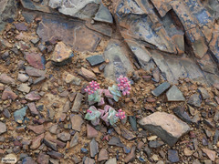 Crassula deltoidea