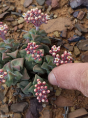 Crassula deltoidea