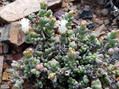 Octopoma