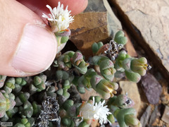 Octopoma