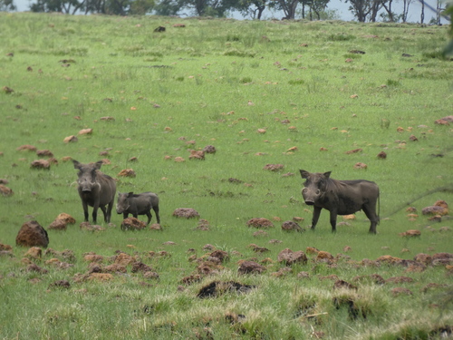 Northern Warthog