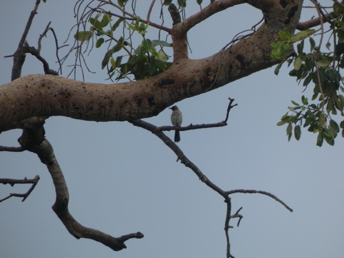 Common Bulbul