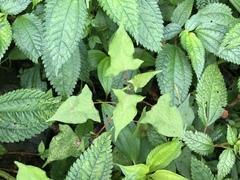 Persicaria biconvexa
