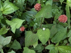 Persicaria biconvexa
