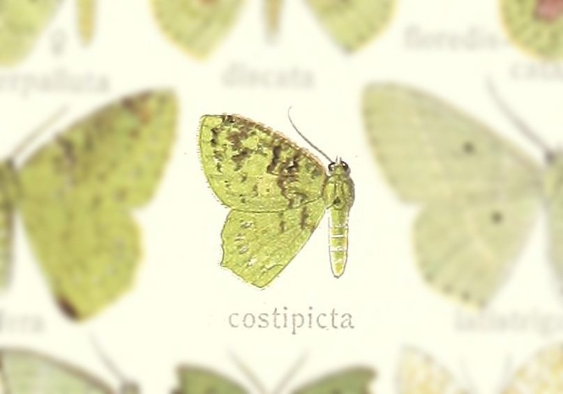 Strepsichlora costipicta