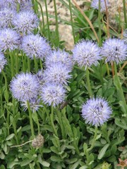 Jasione bulgarica