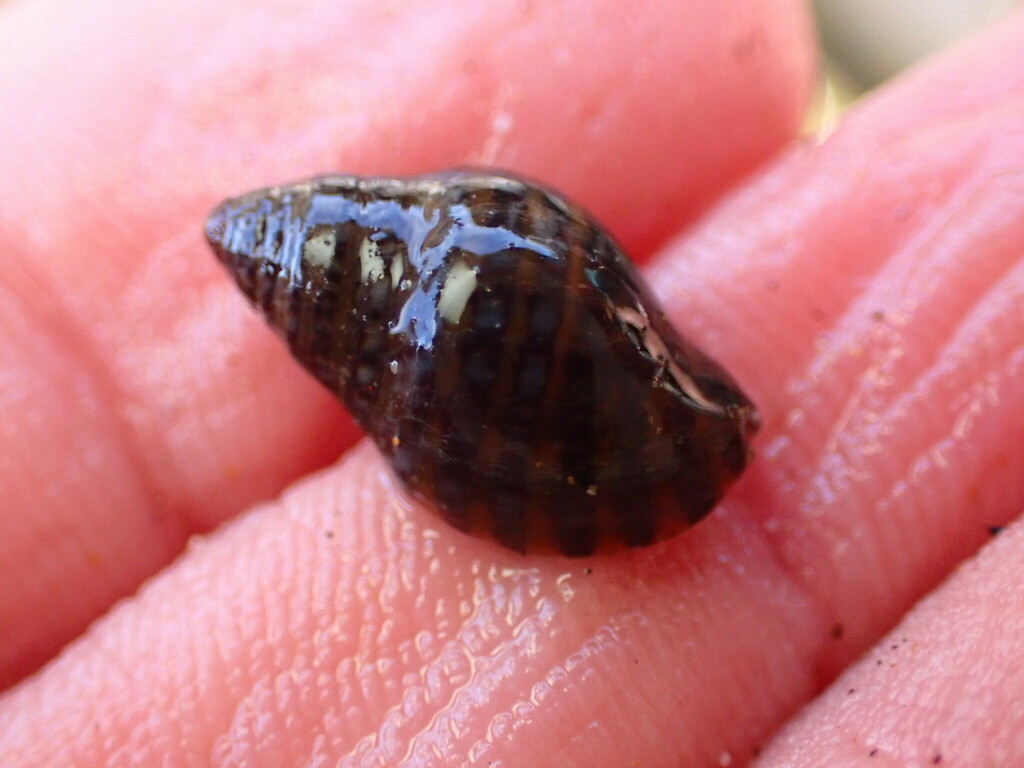 Usilla avenacea