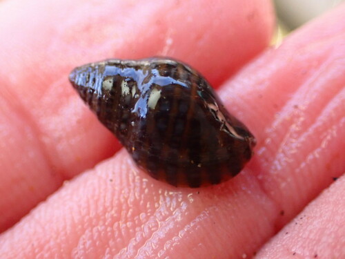 Usilla avenacea
