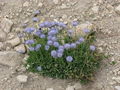 Jasione bulgarica