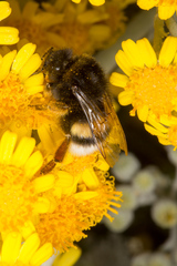 Bombus terrestris sassaricus