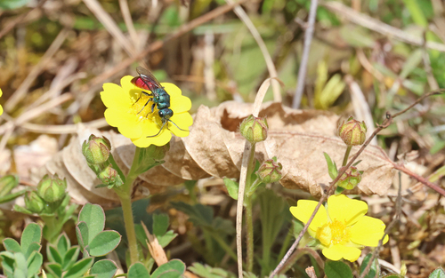 Chrysura trimaculata
