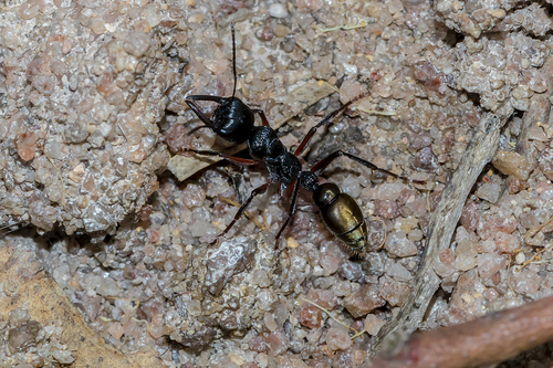 Tawny-legged Jack Jumper Ant