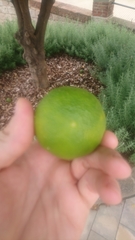 Citrus × latifolia