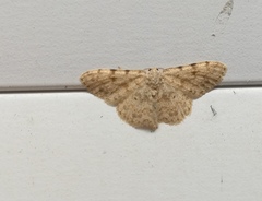 Scopula luridata
