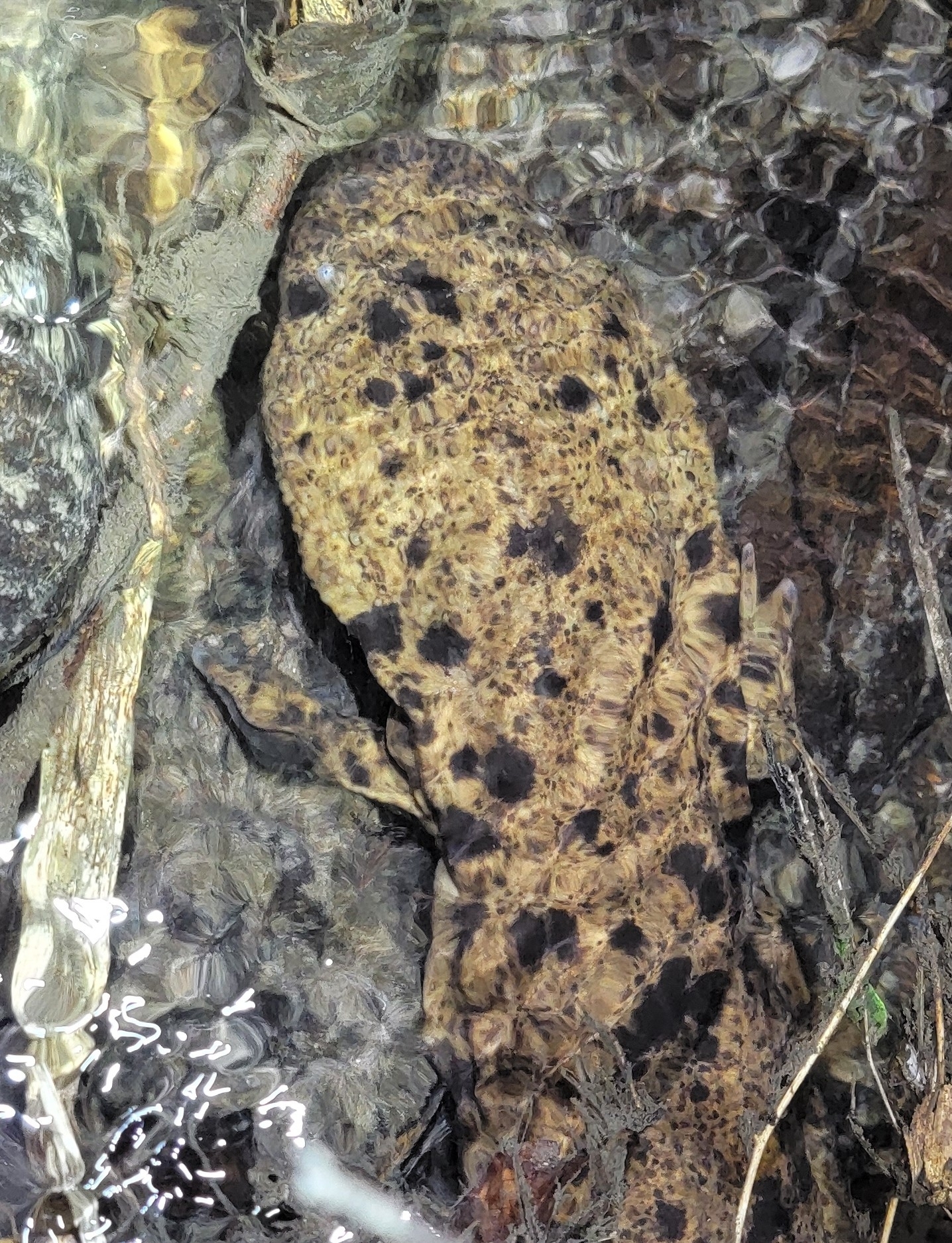 Andrias japonicus (Temminck, 1836)