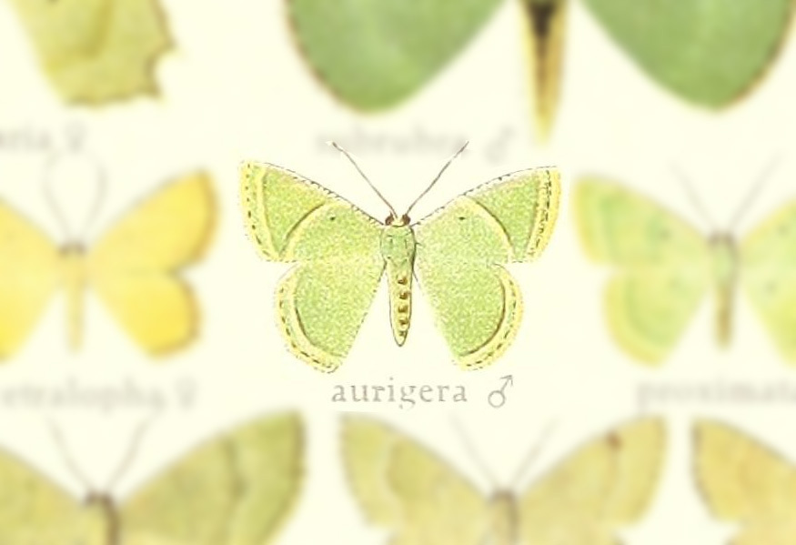 Metallochlora aurigera