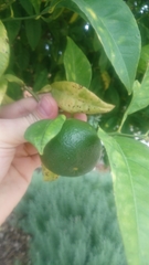 Citrus × latifolia