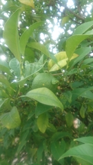 Citrus × latifolia