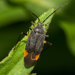 Polymerus venaticus