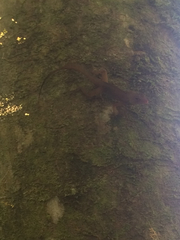 Anolis cristatellus cristatellus