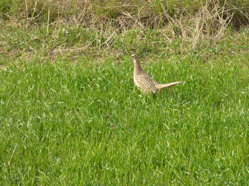 Ring-necked Pheasant