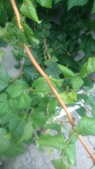 Campsis radicans
