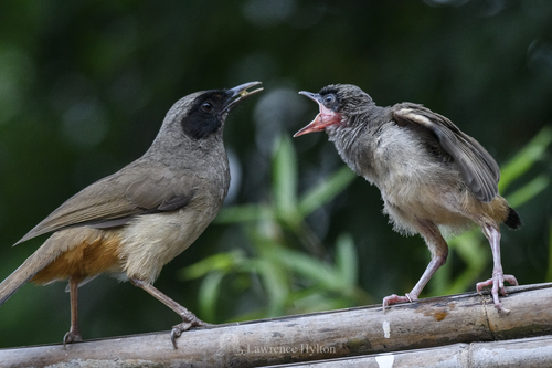 Masked Laughingthrush (Pterorhinus perspicillatus), photo 3