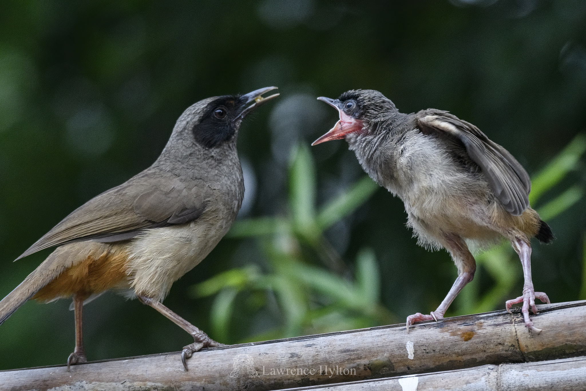 Masked Laughingthrush illustration