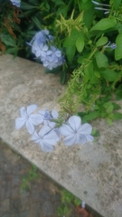 Plumbago auriculata