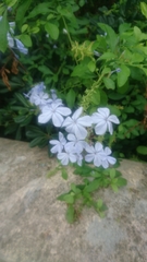 Plumbago auriculata