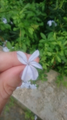 Plumbago auriculata