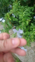 Plumbago auriculata