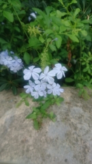 Plumbago auriculata