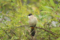 Pycnonotus xanthorrhous